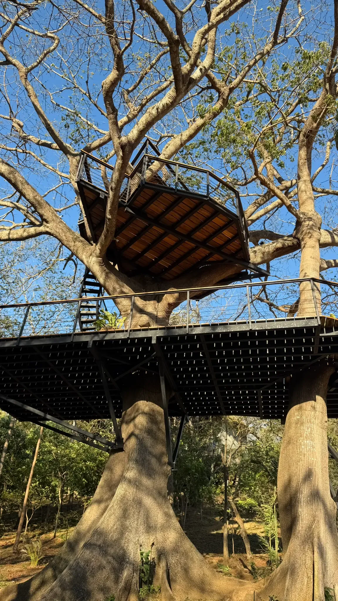 TreeCasa treehouse platform from below