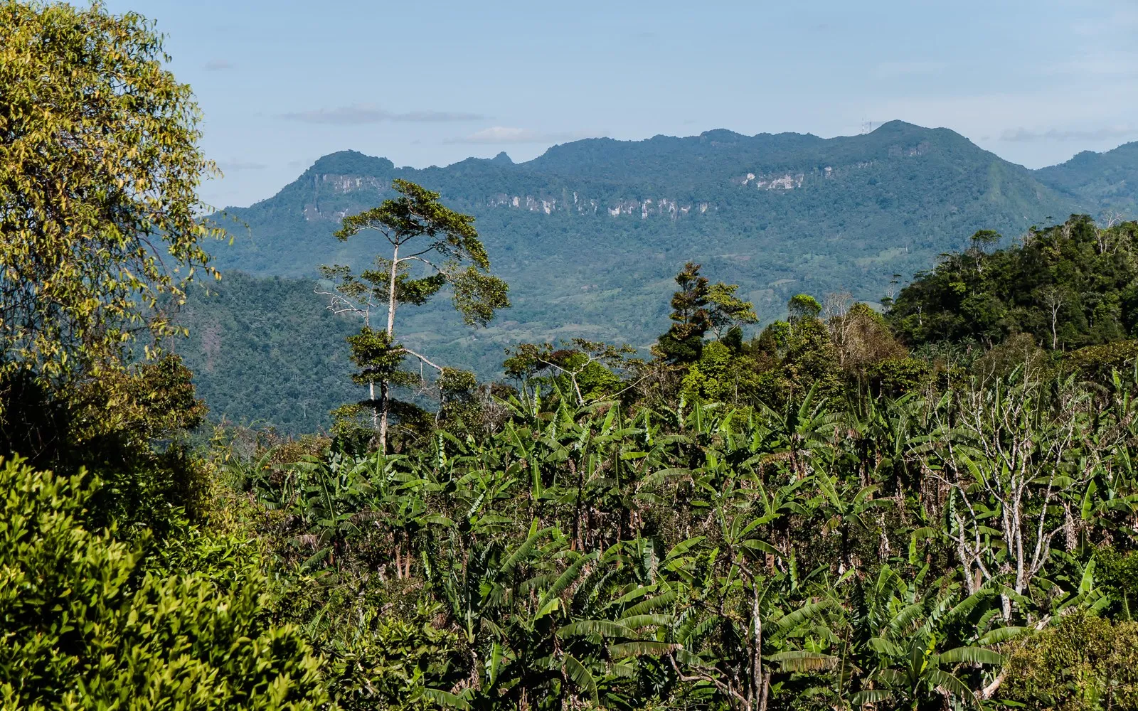 Peñas Blancas forested mountains in the Bosawás Biosphere Reserve