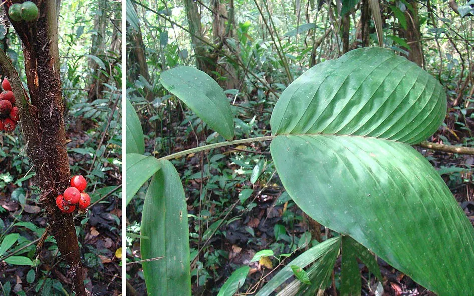 Biscoyol palm photographed inside Indio Maíz Biological Reserve