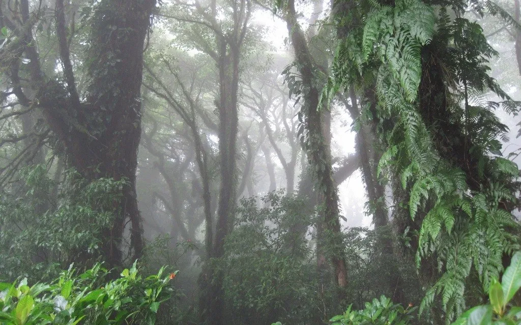 Misty cloud forest on Volcán Maderas, Ometepe