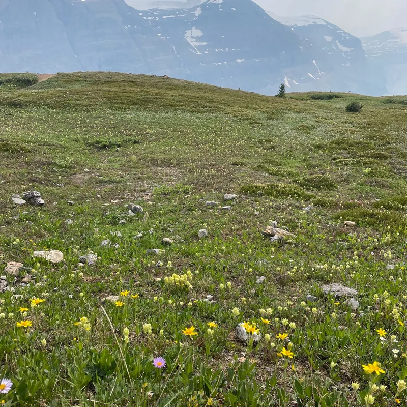 Alpine wildflowers blanket the meadows along the trail
