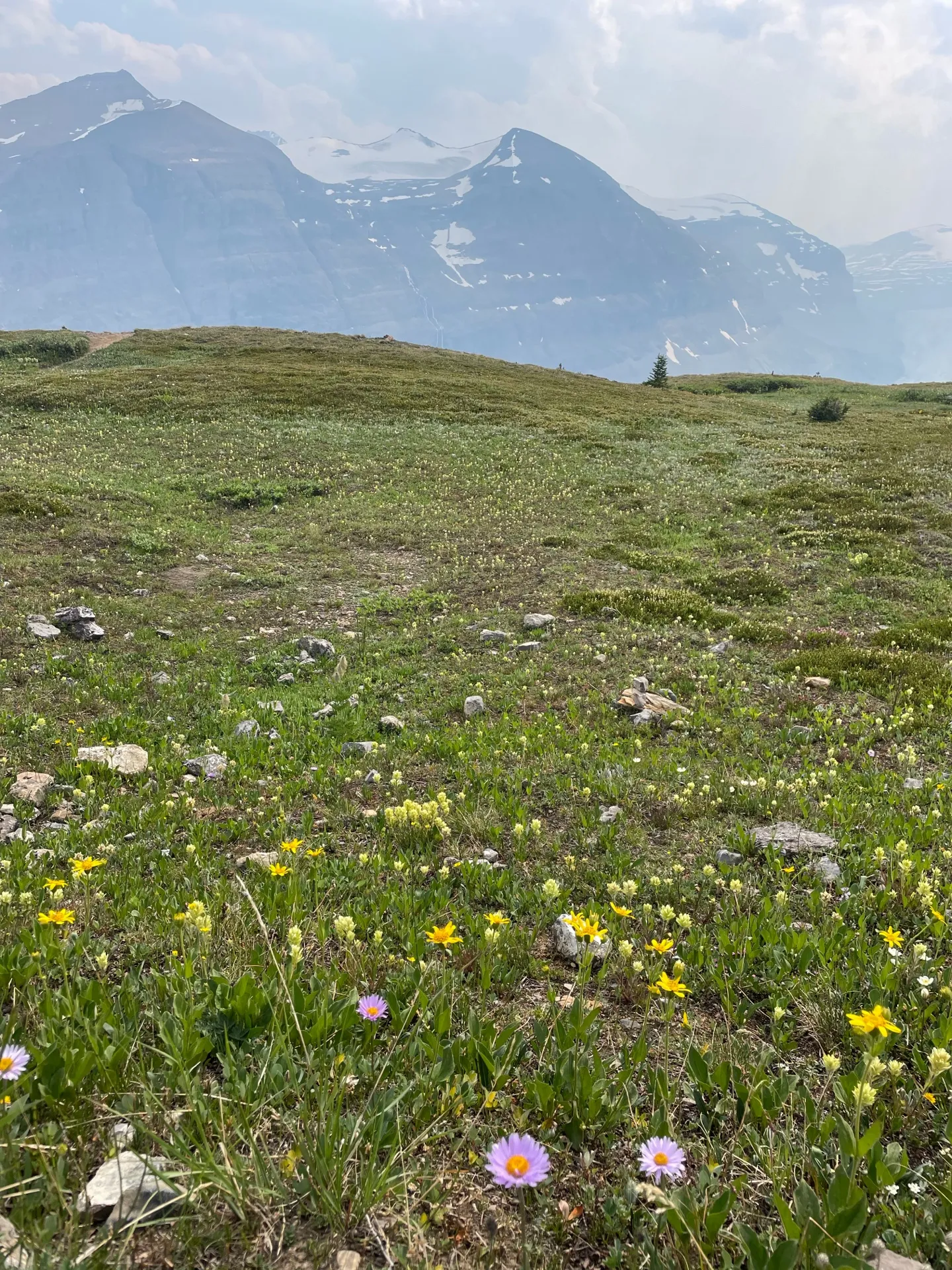 Alpine wildflowers blanket the meadows along the trail