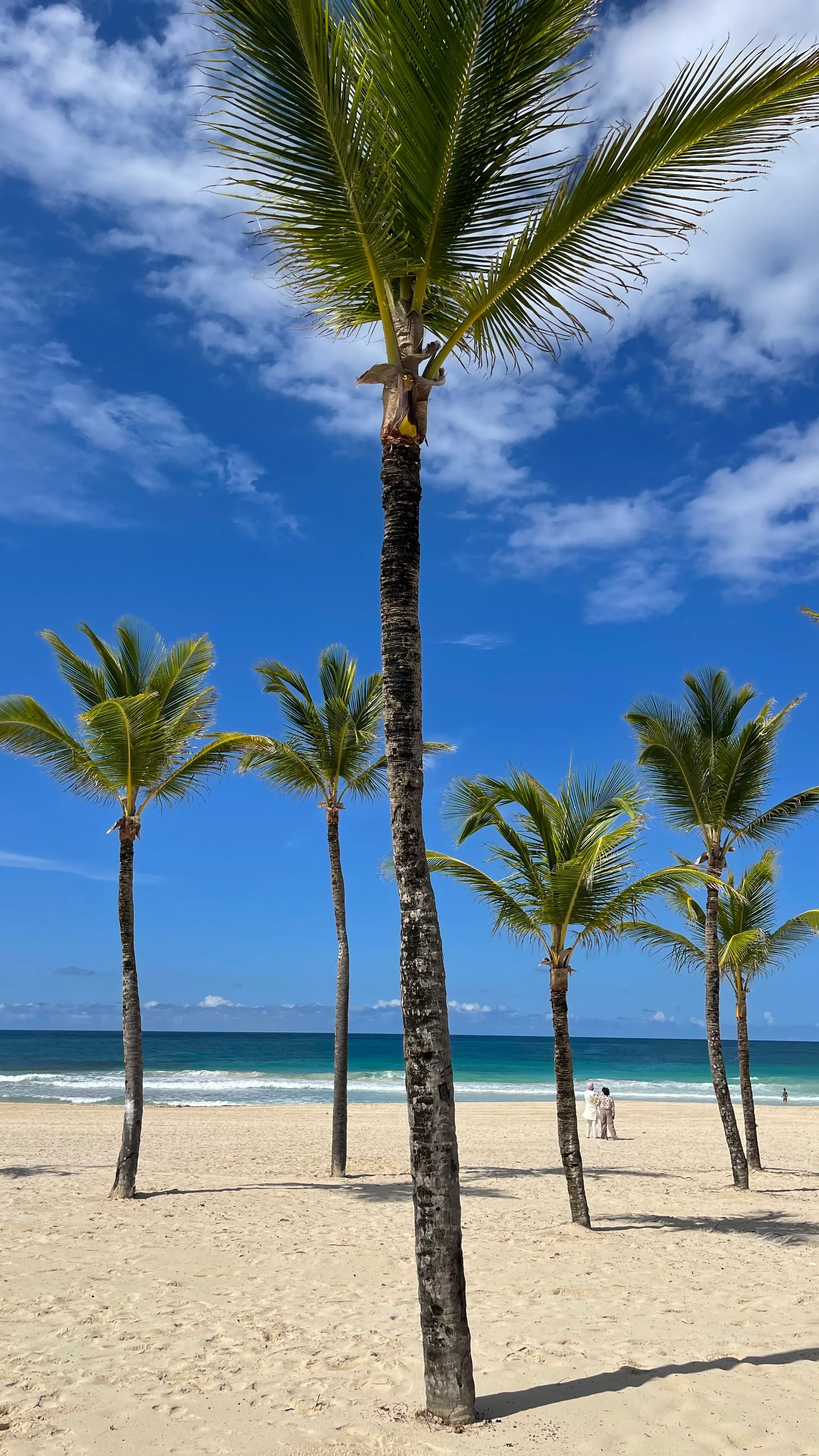 Palm trees lining the pristine beach